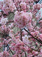 愛内　みくる（エテルナ）の写メ日記「早咲きの桜」画像